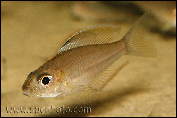 Trematocara marginatum